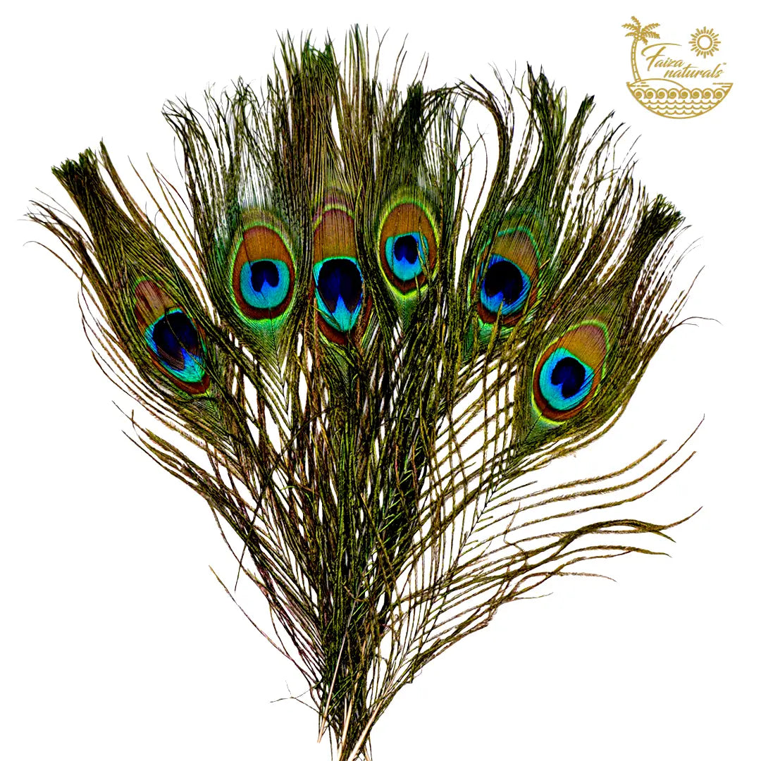 Peacock Feather