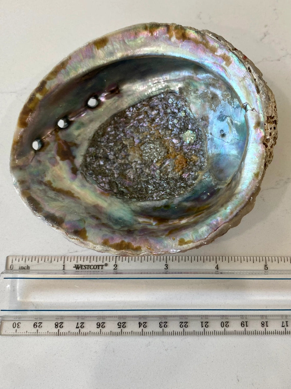 Small Abalone Shell Dish