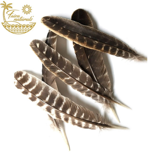 Turkey Feather