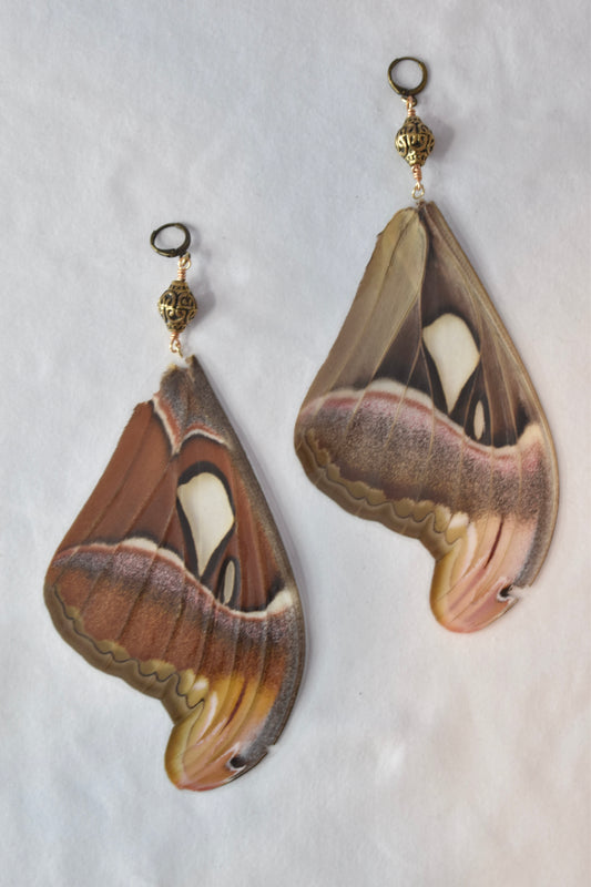 Attacus Atlas Moth Earrings