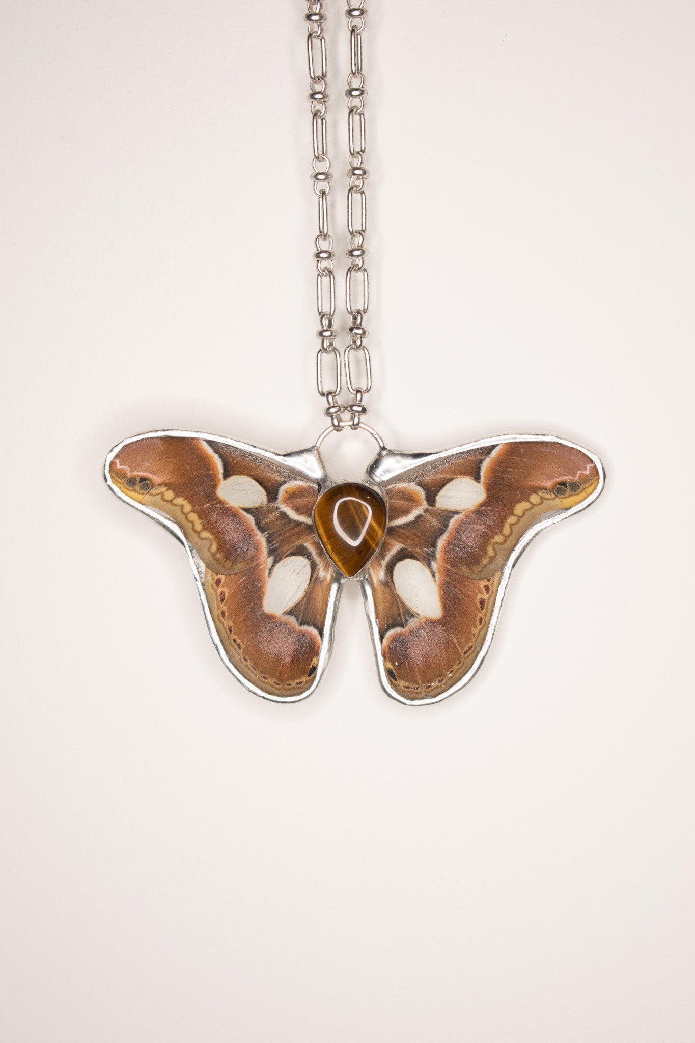 Rothschildia Jacobaeae Moth W/ Tiger Eye