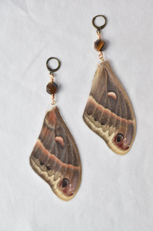 Cecropia Moth with Tigers Eye Earrings