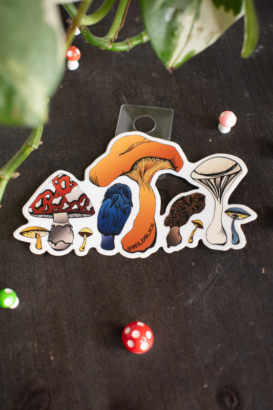 Color Mushrooms Sticker | 4”