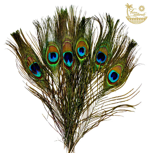 Peacock Feather