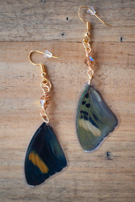 Euphaedra Verso Blue/ Green