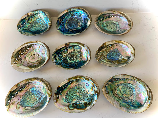 Small Abalone Shell Dish