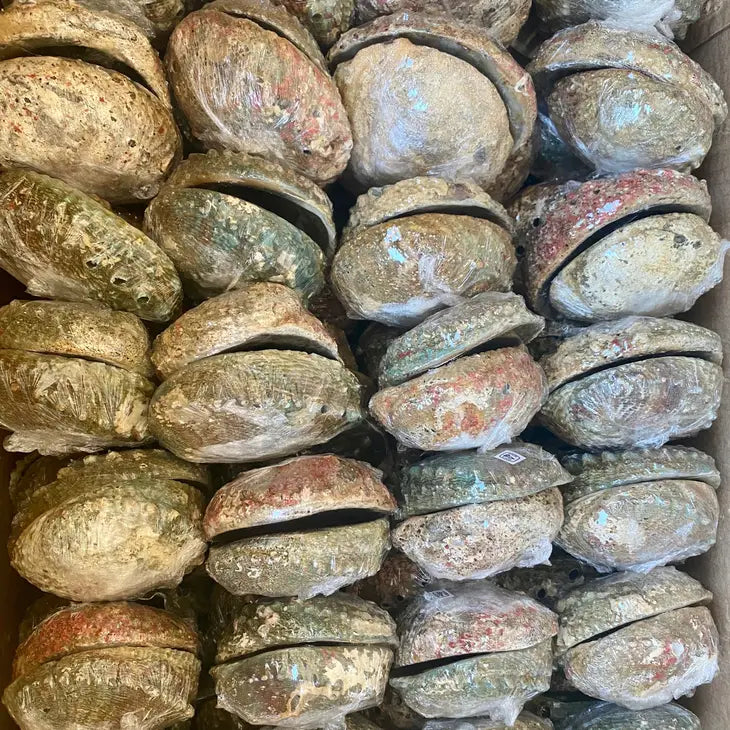 Abalone Smudge Bowls